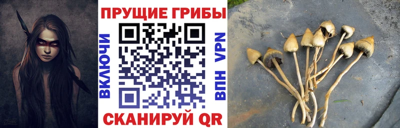 Галлюциногенные грибы MAGIC MUSHROOMS  Купить закладки  Верхняя Пышма 
